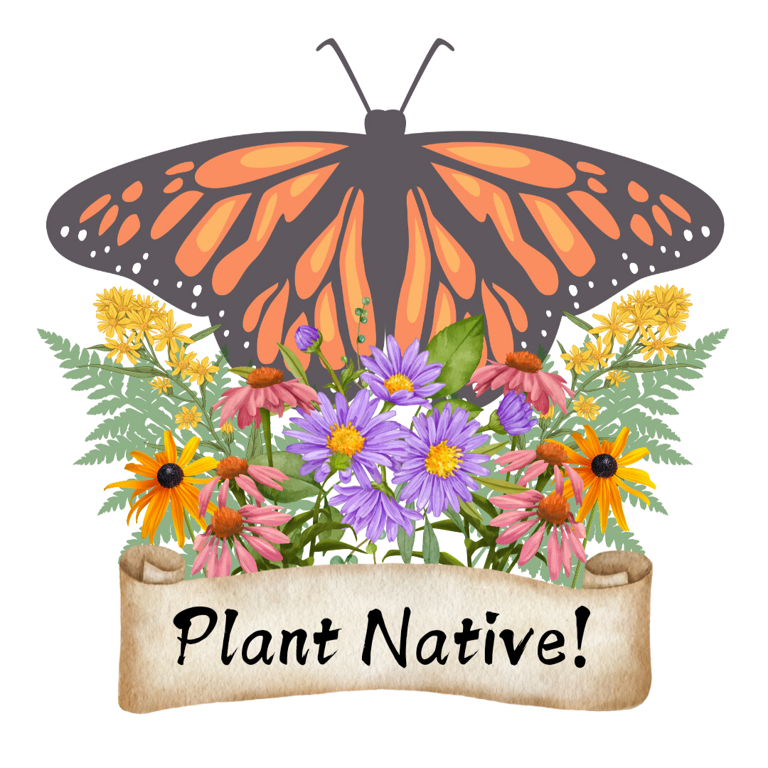 Monarch Plant Native!