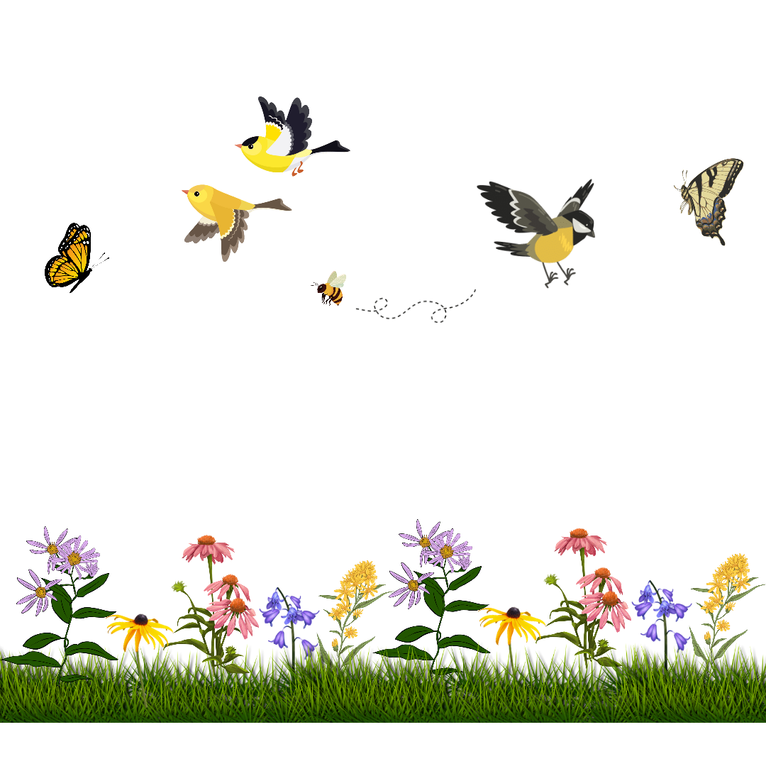 Native Plants, Birds & Pollinators