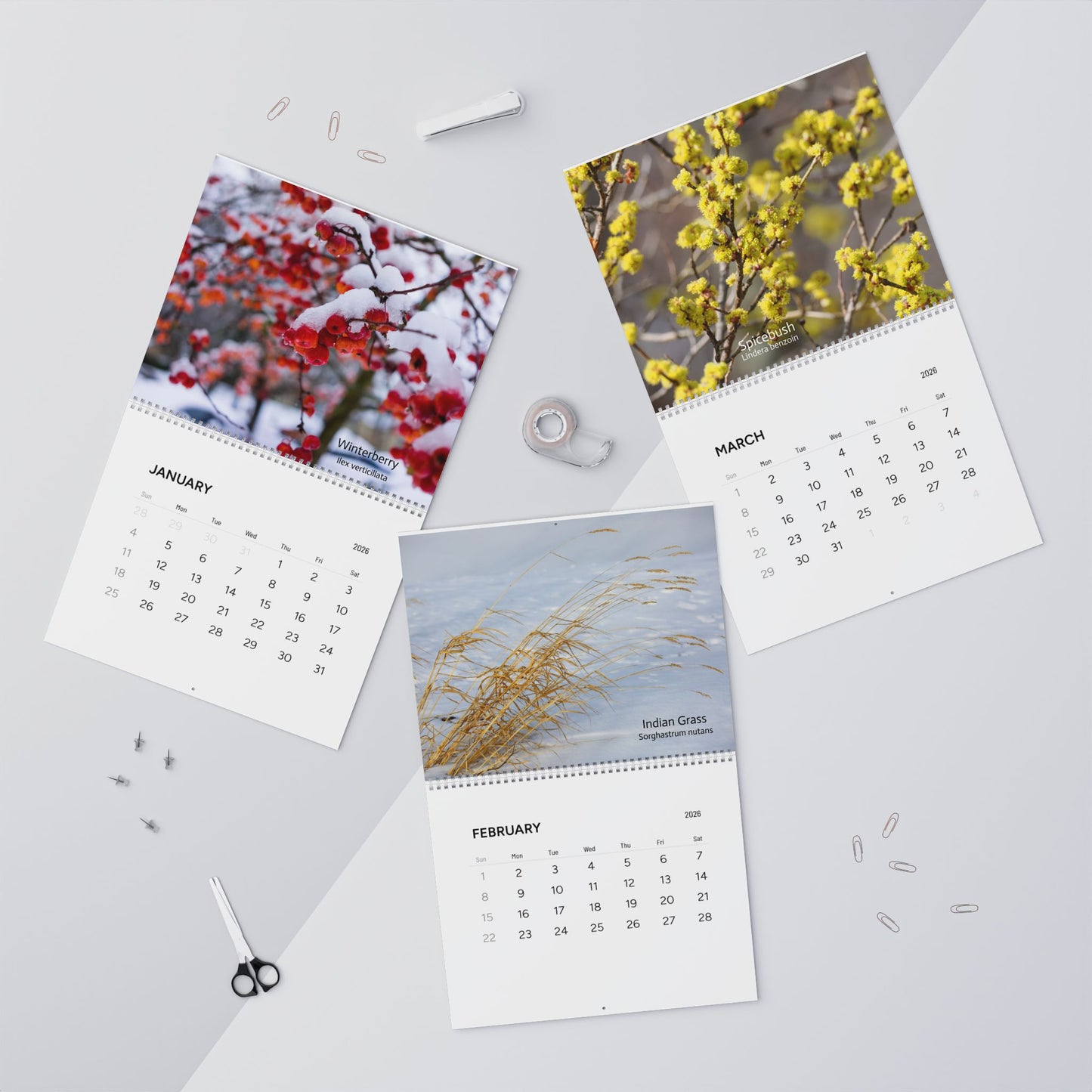 Calendar 2026, Wall, Native Plants of the Midwest and Northeast