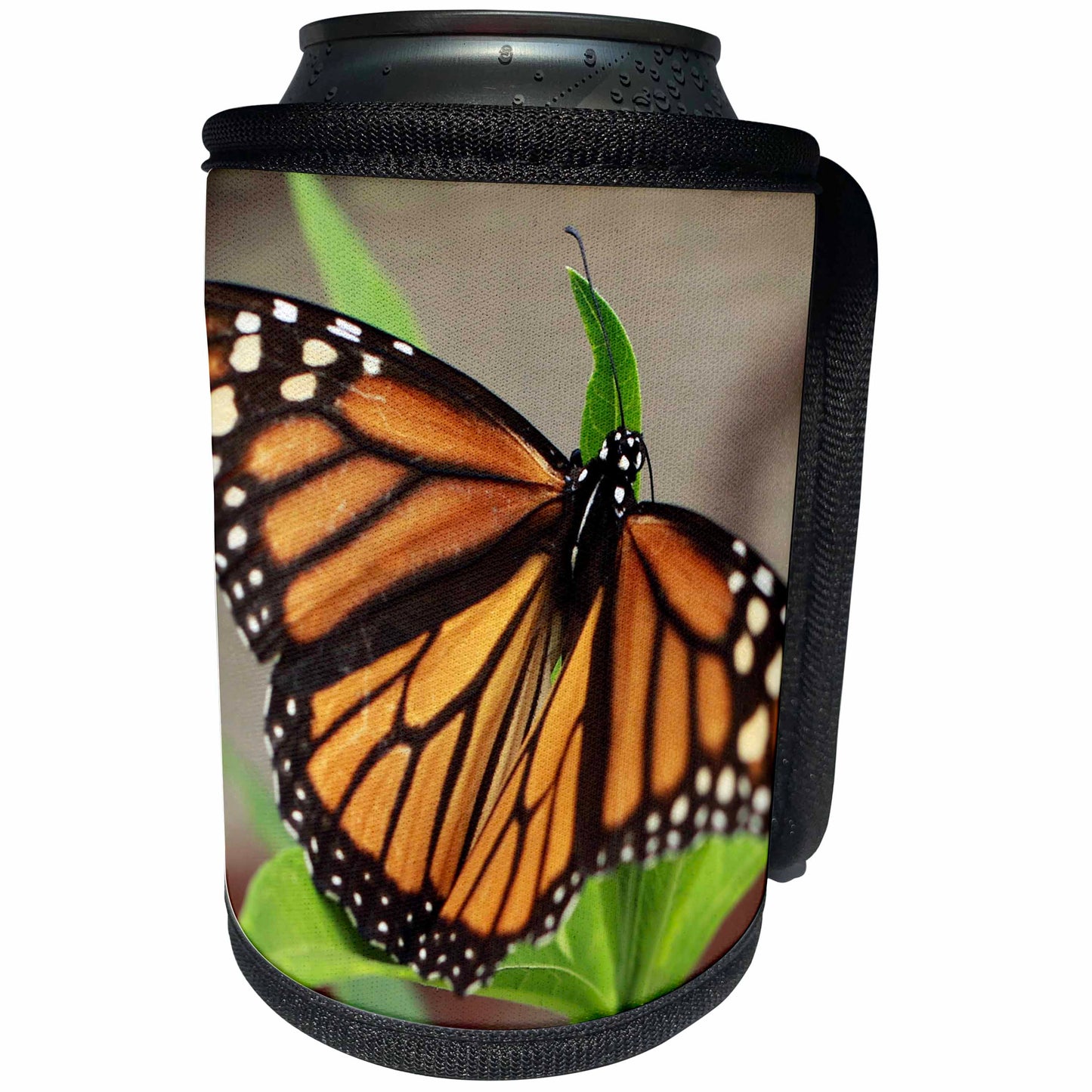 3dRose Stamp City - insects - Macro photograph of a female monarch resting on tropical milkweed. - Can Cooler Bottle Wrap (cc_323027)