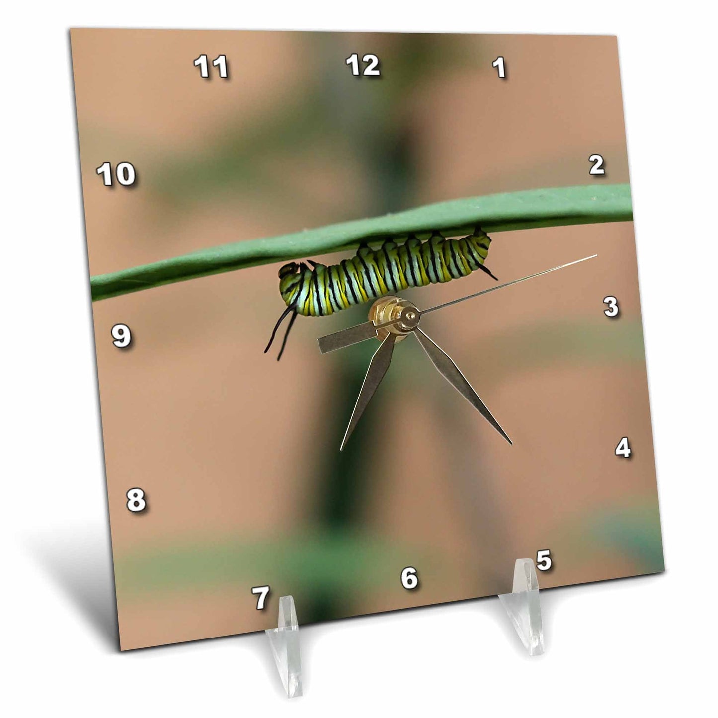 3dRose Stamp City - Insects - Photograph of a Monarch Caterpillar chowing Down on a Milkweed Plant. - Desk Clocks