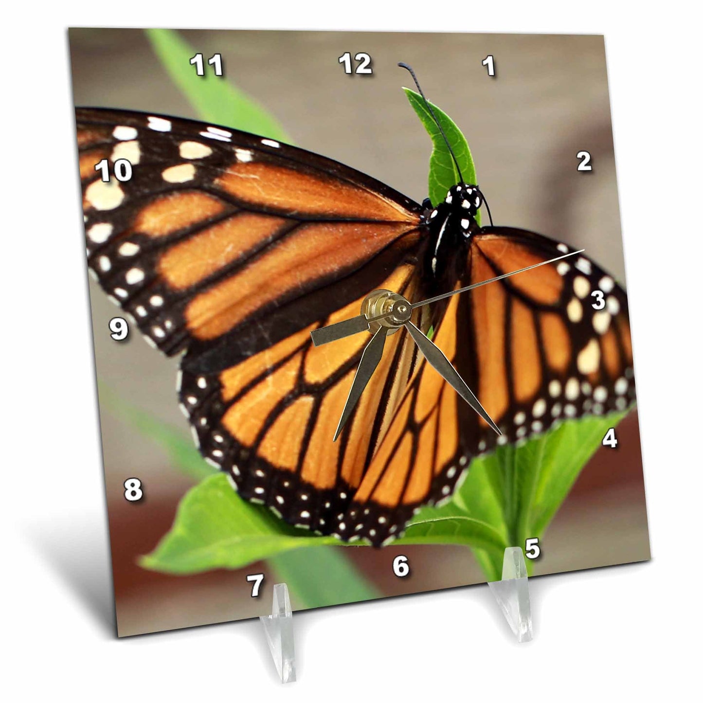 3dRose Stamp City - Insects - Macro Photograph of a Female Monarch Resting on Tropical Milkweed. - Desk Clocks (dc_323027)