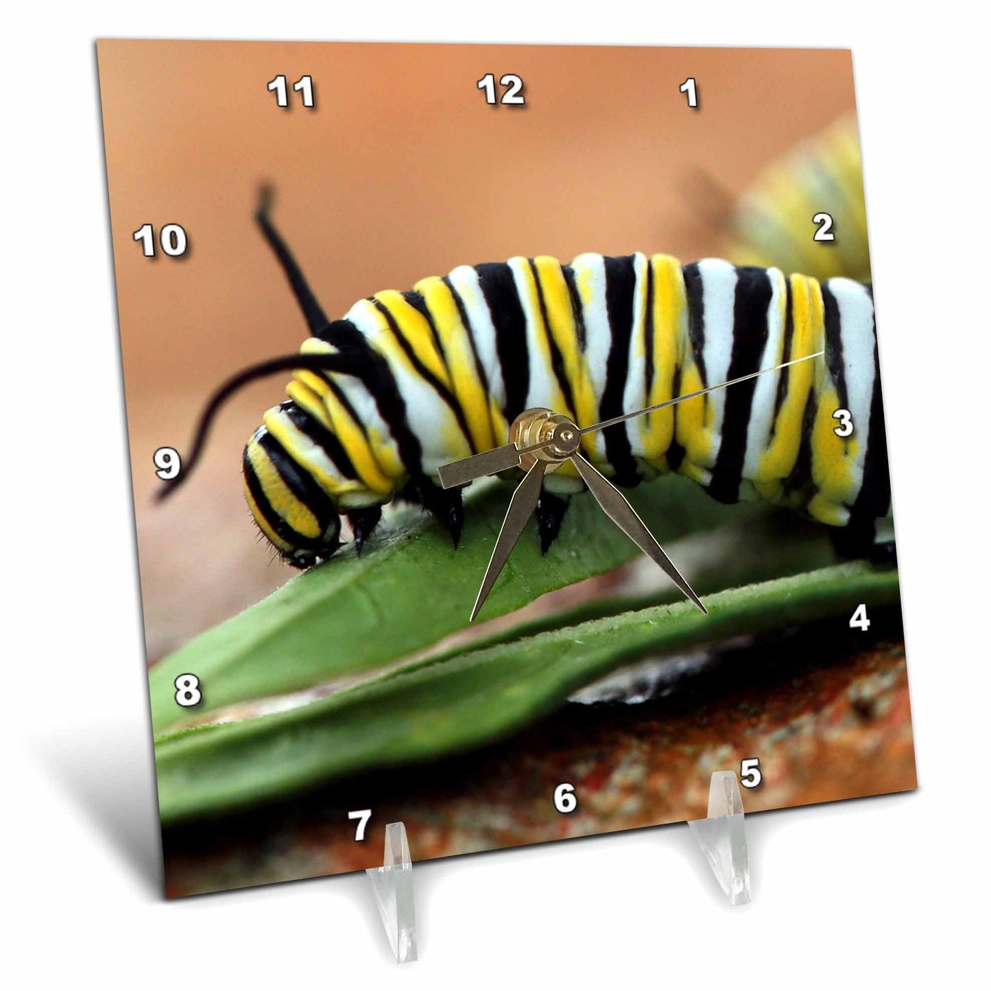 3dRose Stamp City - Insects - Macro Photograph of a Monarch Caterpillar Munching on Milkweed. - Desk Clocks (dc_325105)