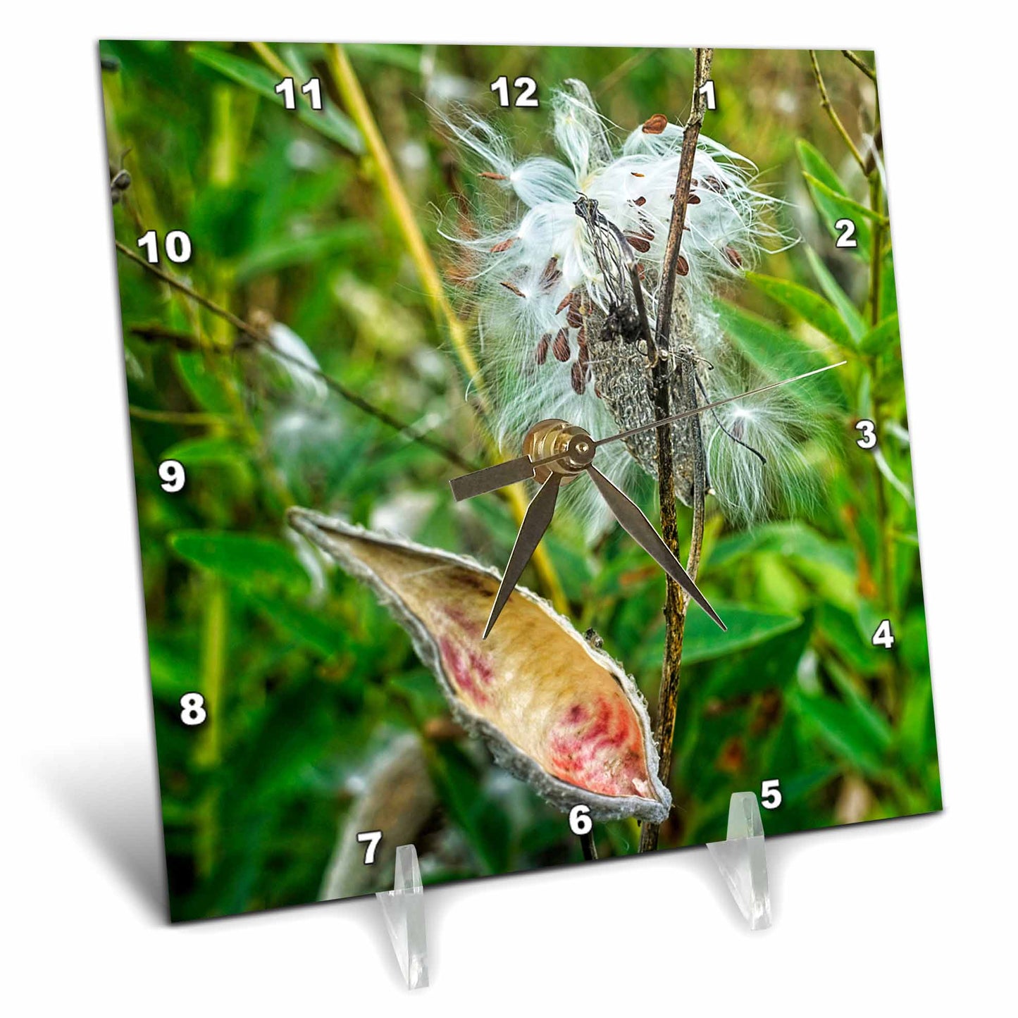 3dRose Boehm Photography Plant - Milkweed Plant and Seed Pods - Desk Clocks (dc_357283)