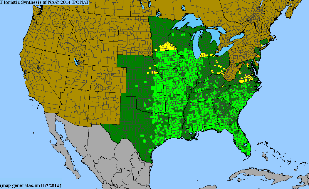 Rattlesnake Master Seeds, EastMichNatives