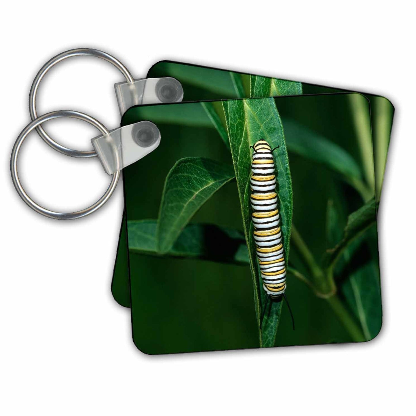 3dRose Key Chains Monarch caterpillar on Swamp Milkweed, Marion County, Illinois (kc-251018-1)