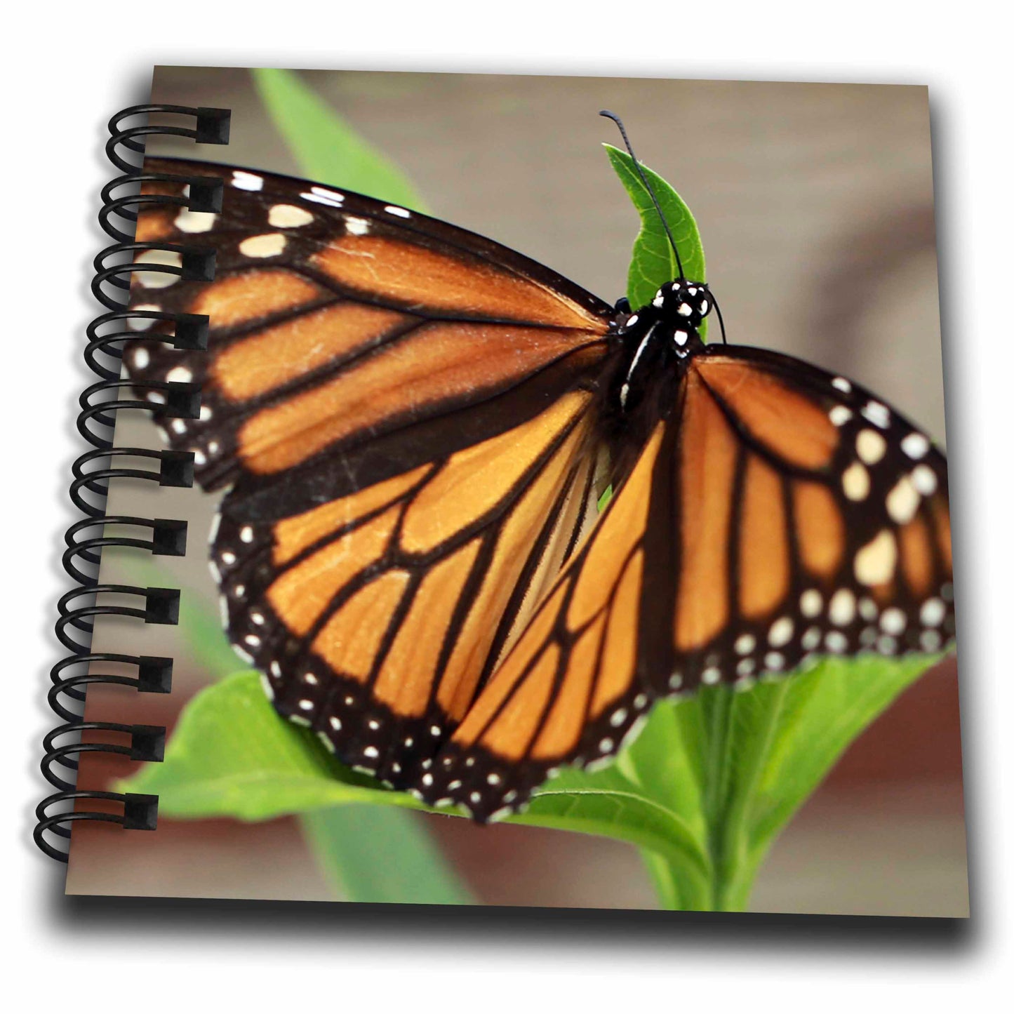 3dRose Stamp City - insects - Macro photograph of a female monarch resting on tropical milkweed. - Drawing Books (db_323027)