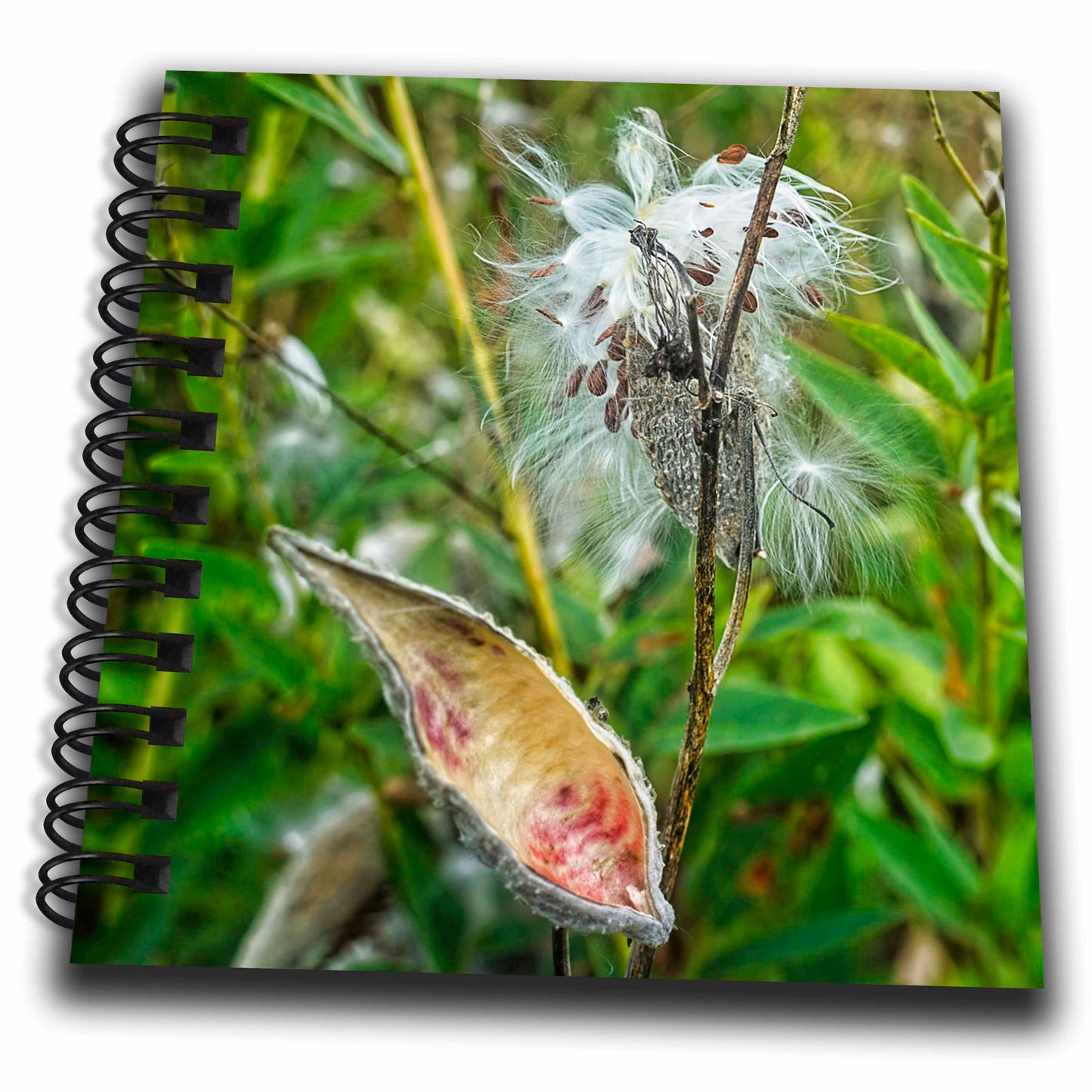 3dRose Boehm Photography Plant - Milkweed Plant and Seed Pods - Drawing Books (db_357283)