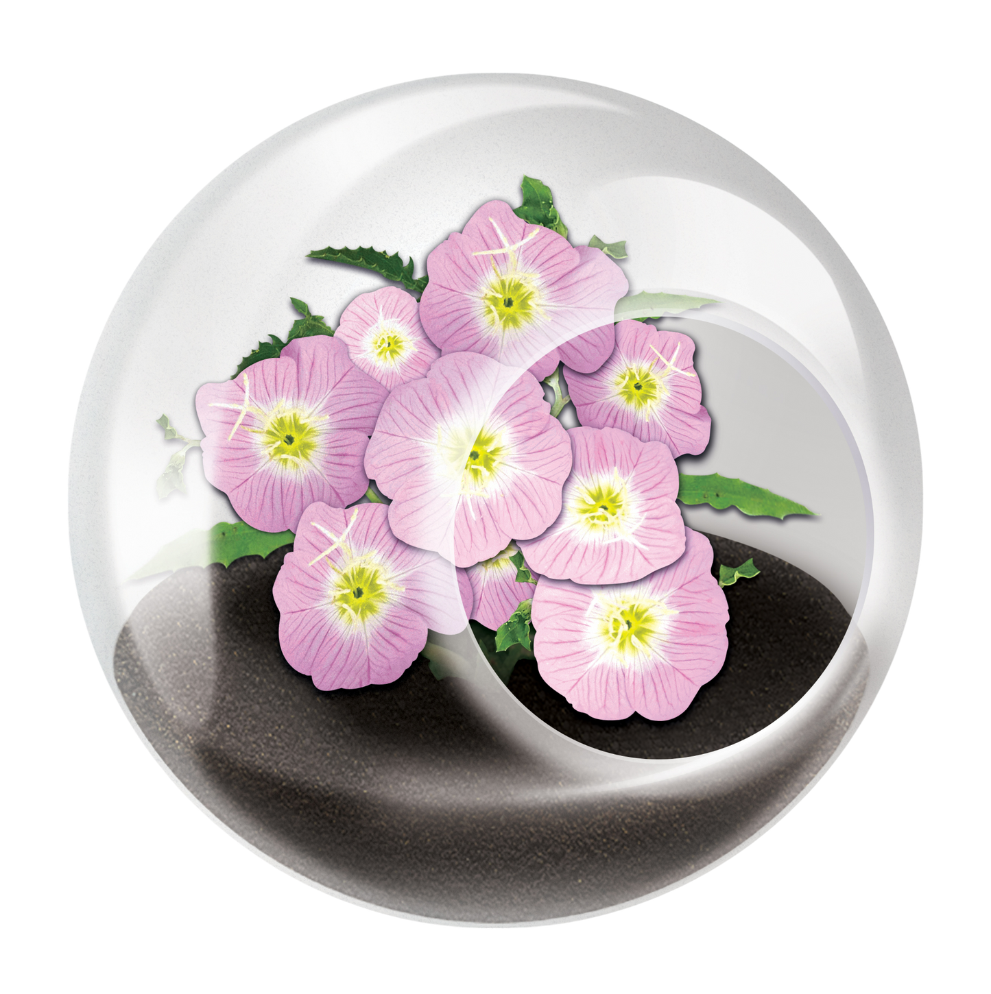 Flowering Tiny Terrariums Bundle - 1 each of 6 Varieties