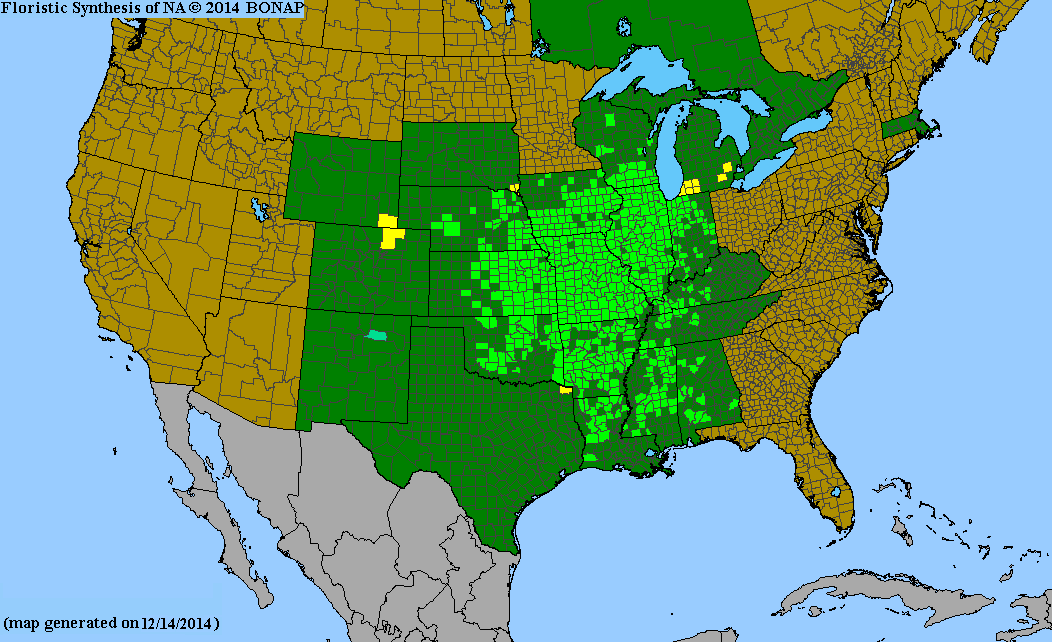 Rosinweed Seeds, EastMichNatives