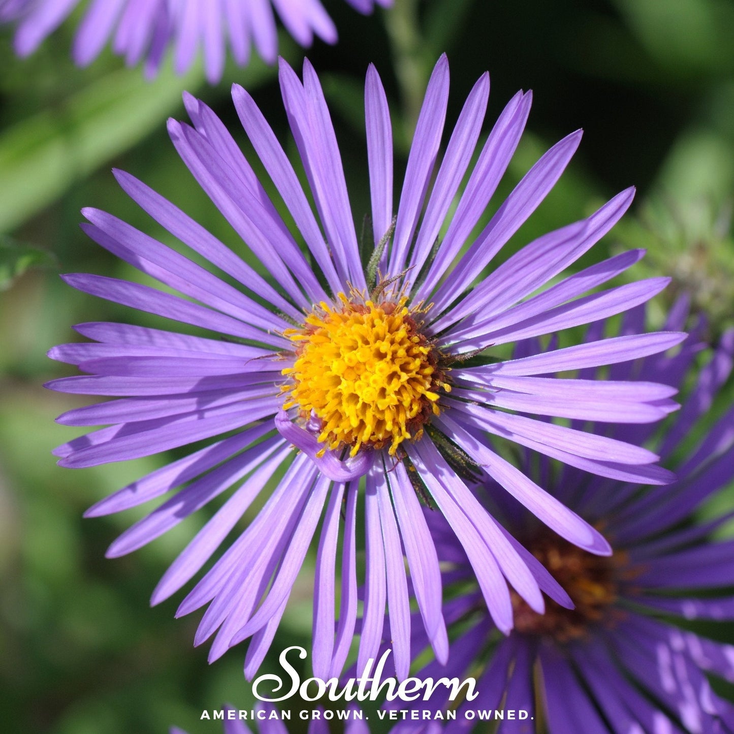 New England Aster – 200 Seeds