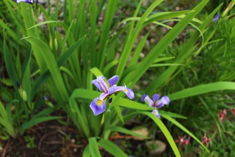 Northern Blue Flag Iris Seeds, EastMichNatives