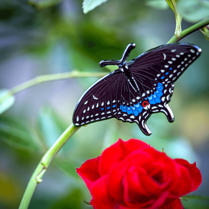 Pin, Enamel, Eastern Black Swallowtail Butterfly