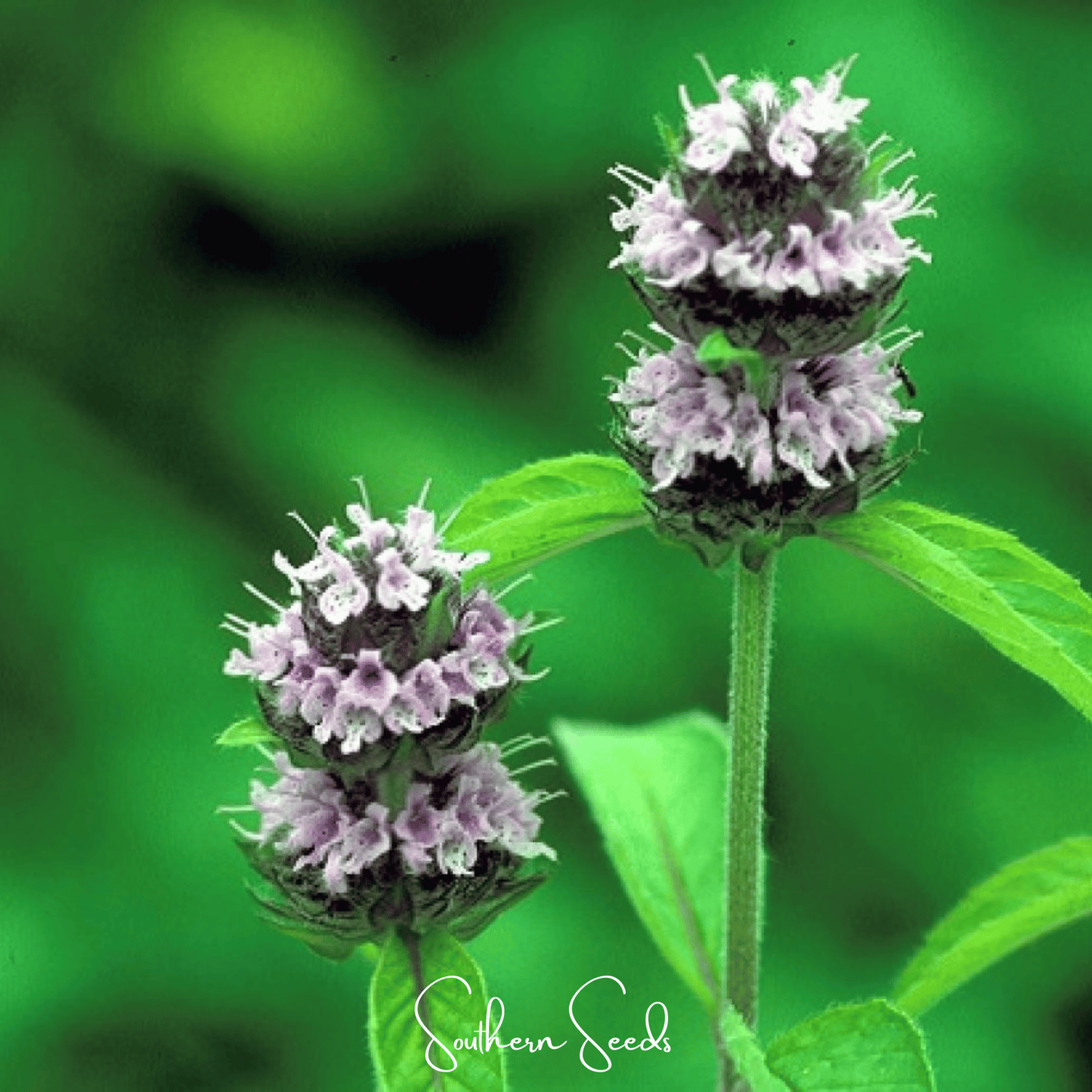 Hairy Wood Mint - Pagoda Plant – 100 Seeds