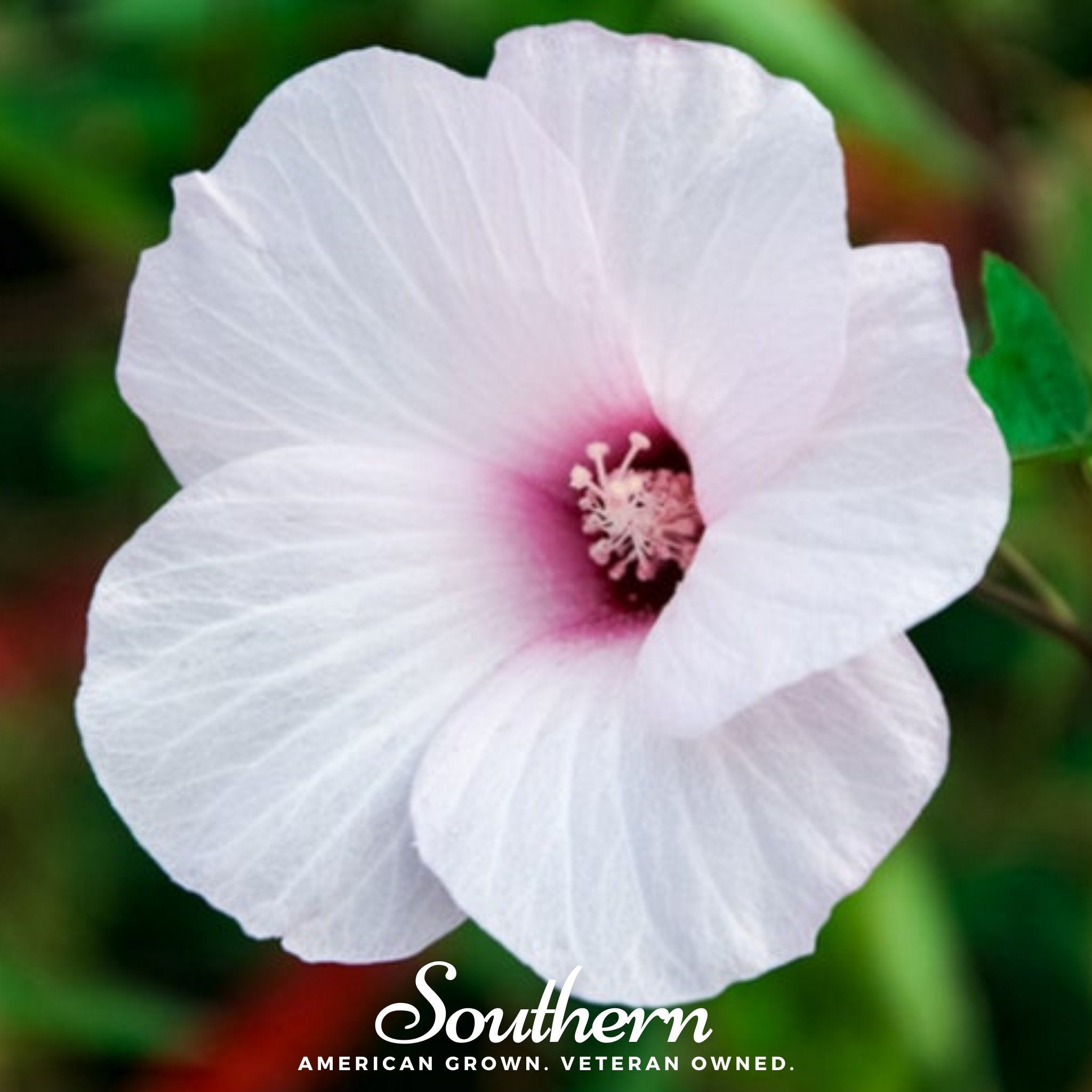 rose mallow seeds Rose Mallow Hibiscus – 25 Seeds