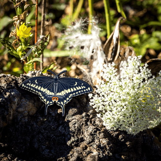 Pin, Life-Size, Eastern Black Swallowtail Butterfly