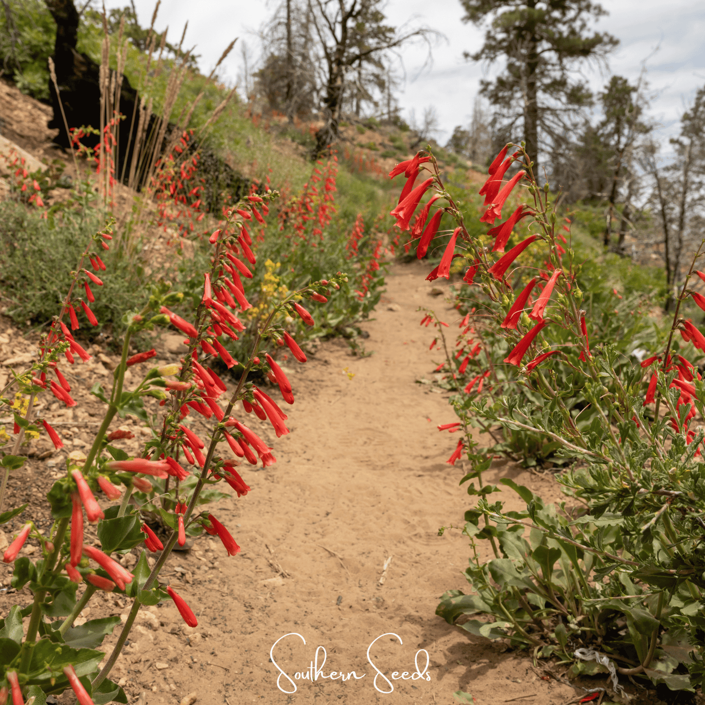 Firecracker Penstemon – 100 Seeds