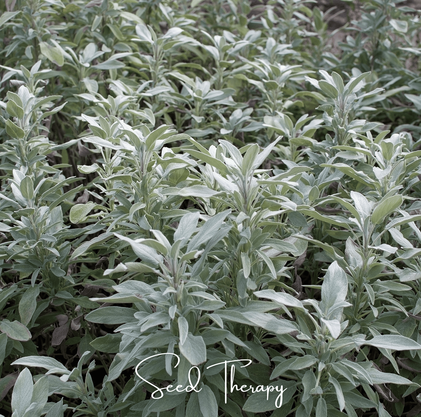 White Sage – 50 Seeds