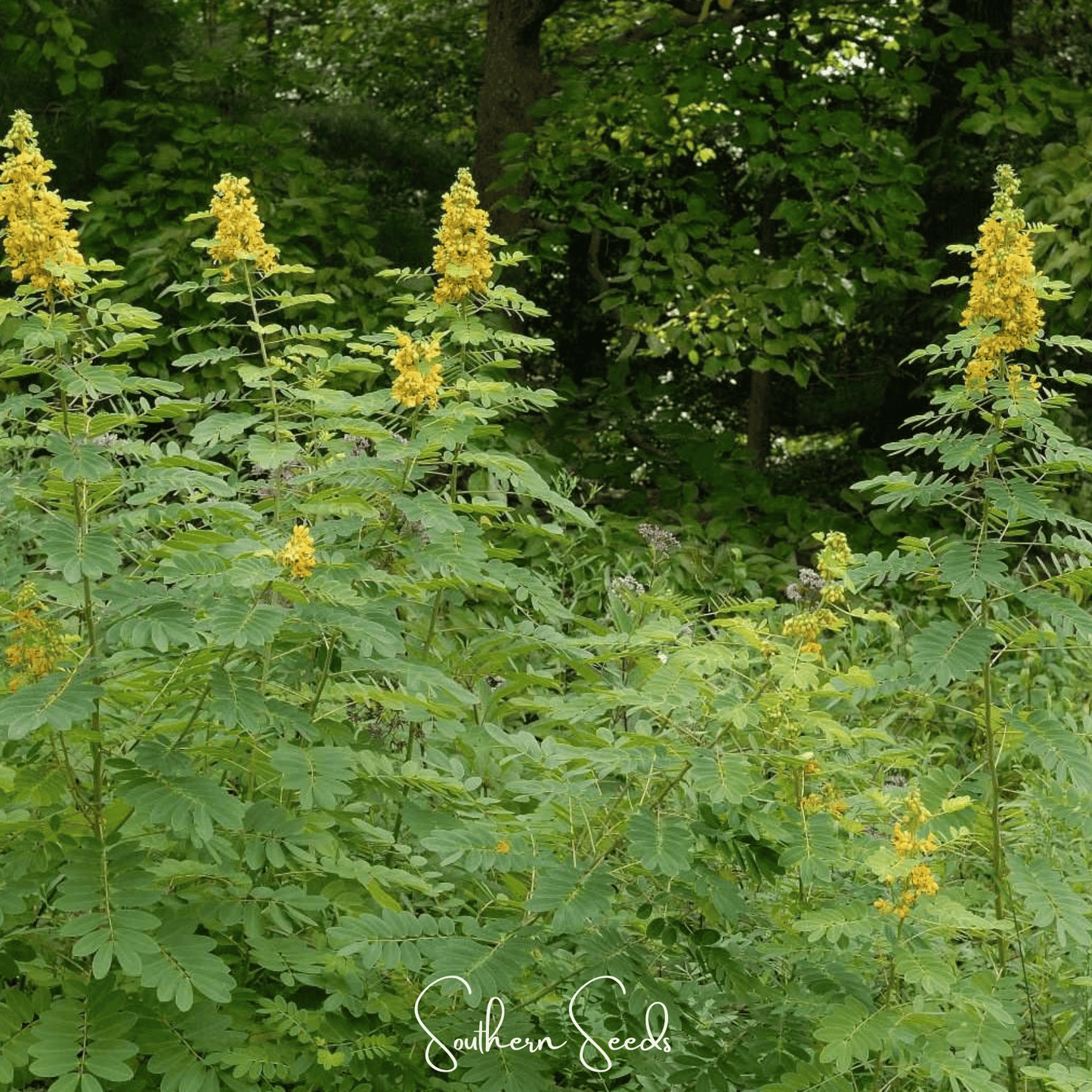 Wild Senna – 20 Seeds