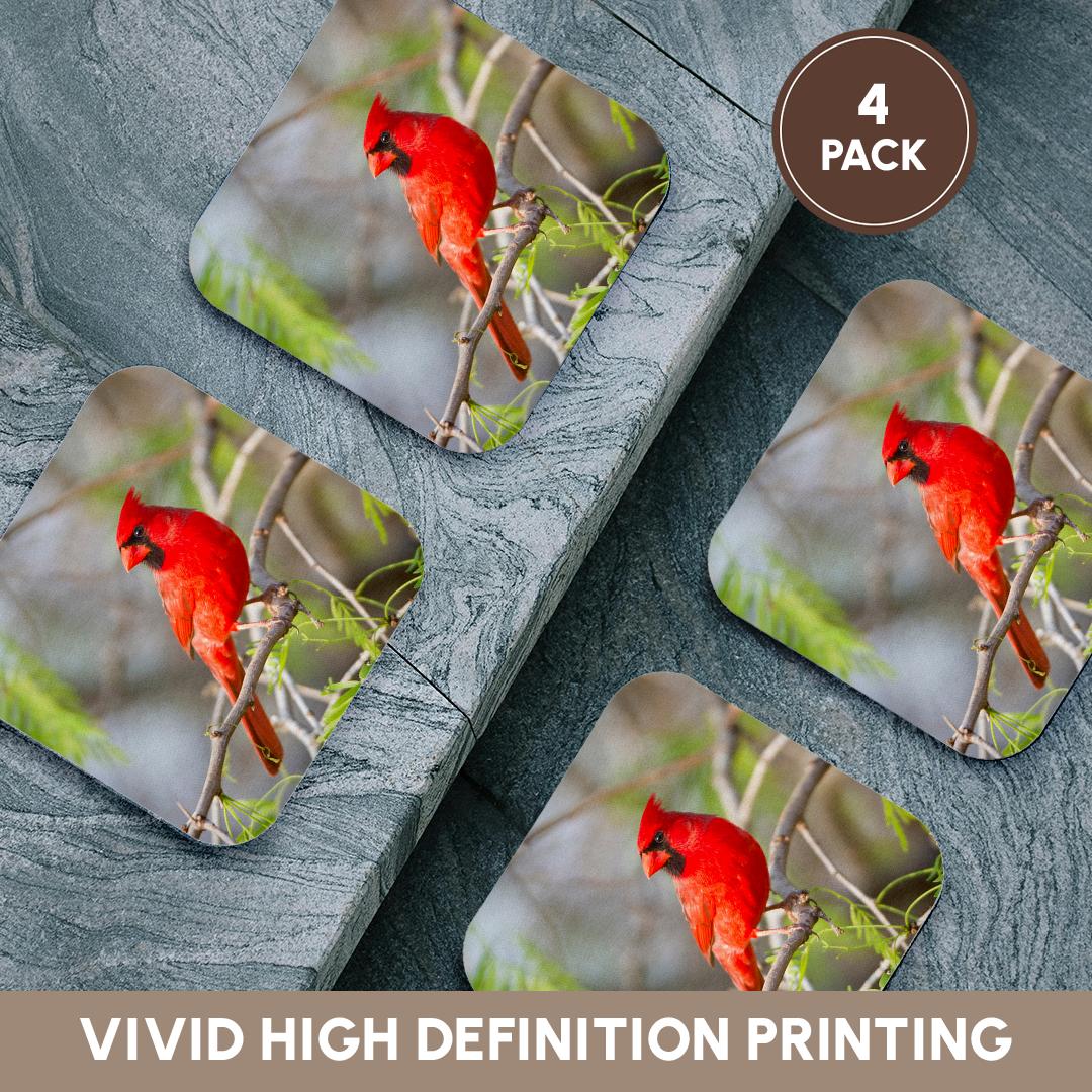 3dRose Danita Delimont - Birds - Northern Cardinal, male Starr, Texas, USA. - Coasters (cst_205899)