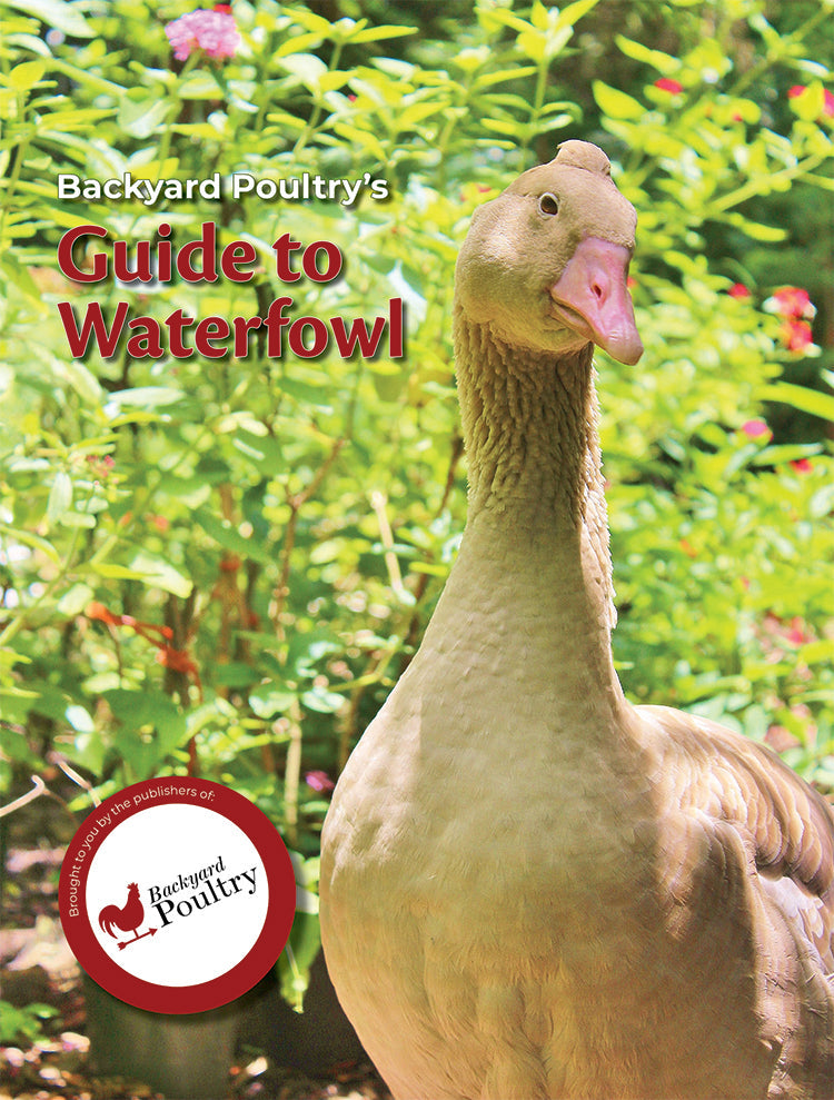 Backyard Poultry's Guide to Waterfowl