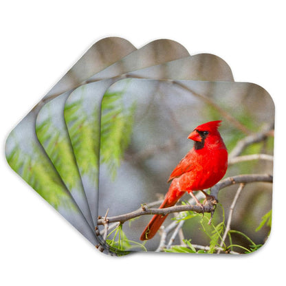3dRose Danita Delimont - Birds - Northern Cardinal, male Starr, Texas, USA. - Coasters (cst_205899)