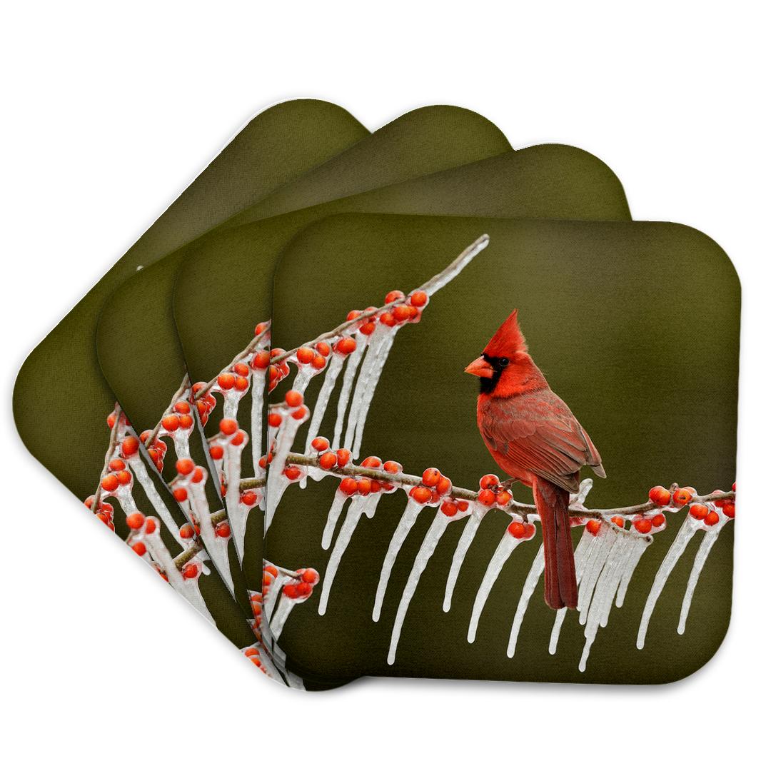 3dRose Danita Delimont - Songbirds - Northern Cardinal on ICY Branch of Holly, Hill Country, Texas - Coasters