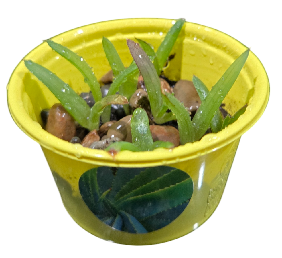 Eco Seed Sprouts Aunt Annie Aloe - Multipack of 5