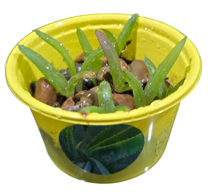 Eco Seed Sprouts Aunt Annie Aloe - Multipack of 5