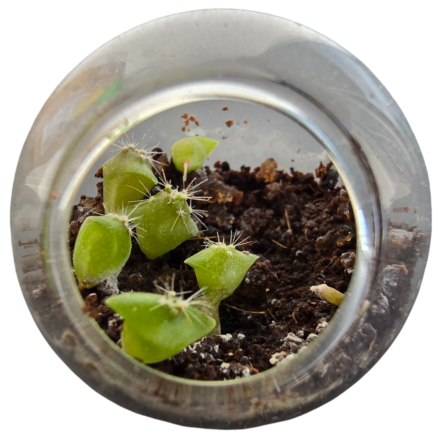 Flowering Cacti Tiny Terrariums Bundle - 2 each of 3 Varieties