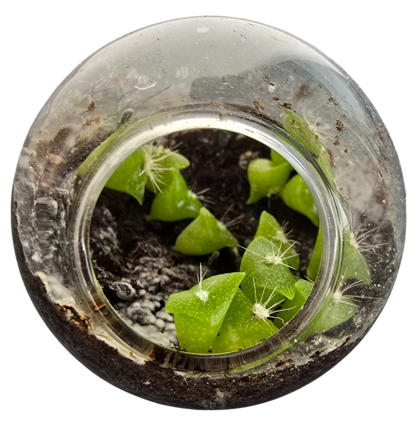 Cacti Tiny Terrariums Bundle - 1 each of 6 Varieties