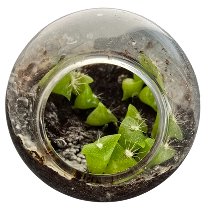 Cacti Tiny Terrariums Bundle - 1 each of 6 Varieties