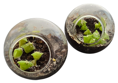 Cacti Tiny Terrariums Bundle - 1 each of 6 Varieties
