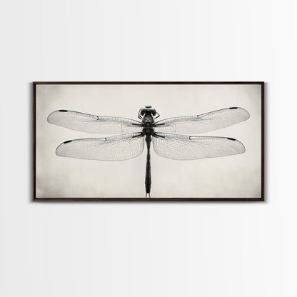Dragonfly Sketch, Insect Art Print, Botanical Illustration, Minimalist Natural History, Framed Canvas Print, Office or Study Wall Art