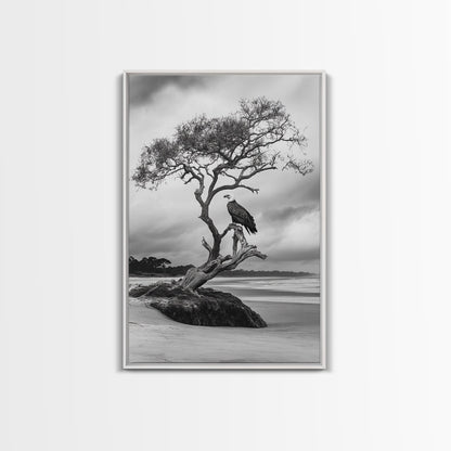 Bald eagle, nature wall art, moody art, wildlife photography, tree art, black and white art, above bed wall art, framed canvas print