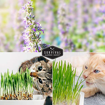 Cat Grass & Catnip Seed Collection – Fun, Healthy Greens & Enrichment Herbs for Indoor Cats
