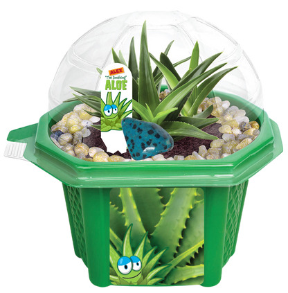 Alex 'The Soothing' Aloe Micro Dome Terrarium