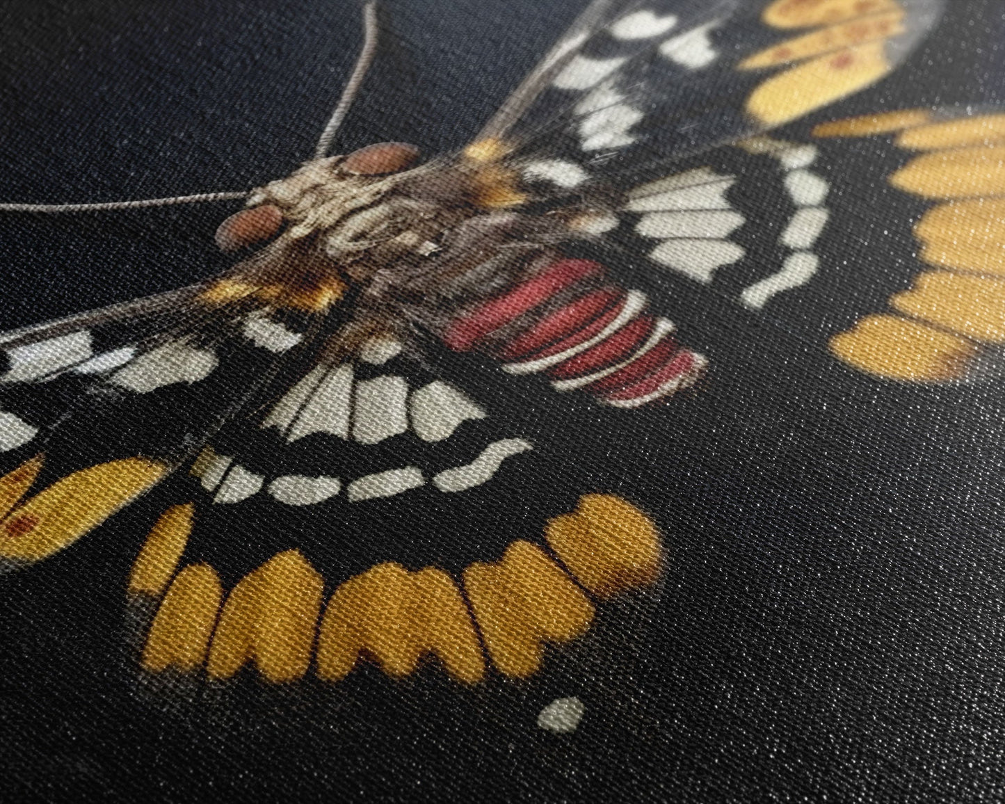 Framed Death Head Moth Canvas Print, Acherontia, Taxidermy Art, Dried Butterfly Print, Bug Wall Art Hanging Decor, Goth Art, Halloween Art