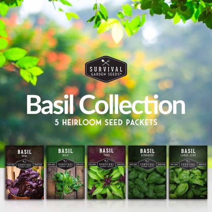 5 Basil Seed Collection – Genovese, Holy (Tulsi), Large Leaf, Opal & Thai Basil Seeds for Culinary and Herbal Gardens