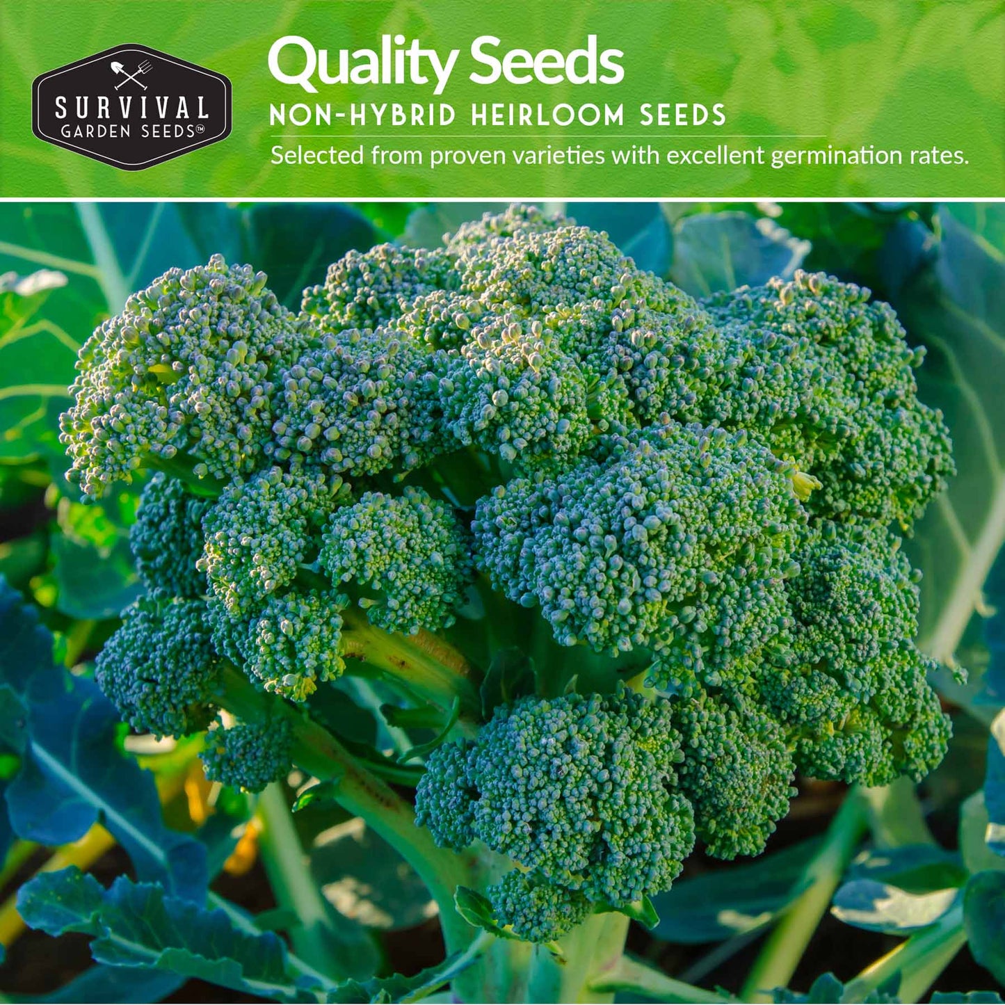 Broccoli Seed Collection - 3 Reliable Broccoli Varieties