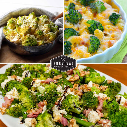 Broccoli Seed Collection - 3 Reliable Broccoli Varieties