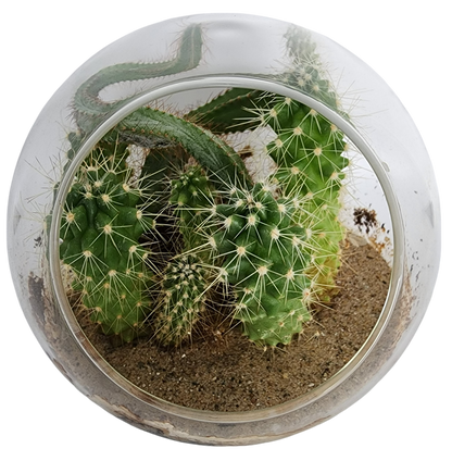 Mini Desert Collection Glass Terrarium Cacti Seed Starting Kit