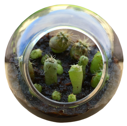 Flowering Cacti Tiny Terrariums Bundle - 2 each of 3 Varieties