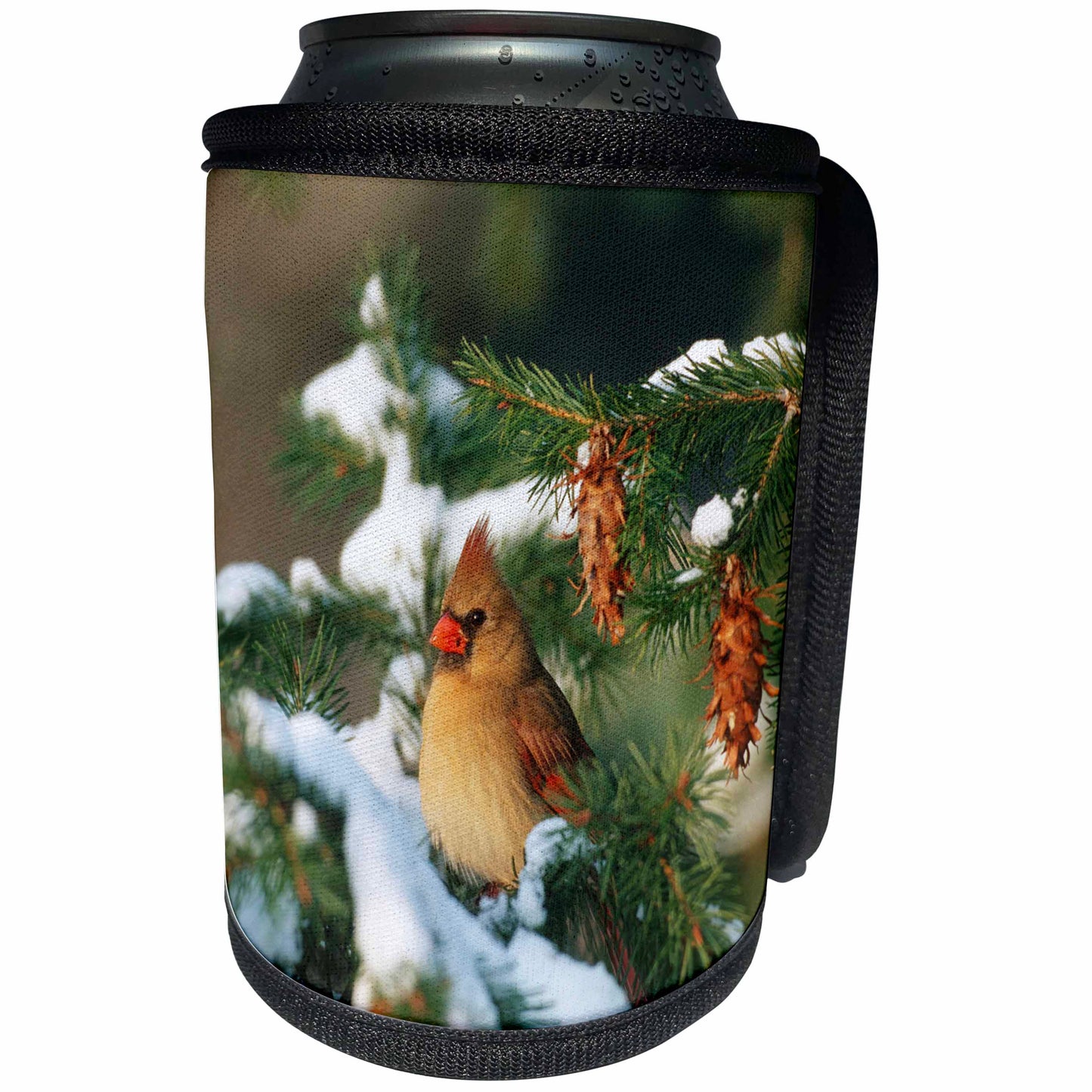3dRose Danita Delimont - Cardinal - Northern Cardinal female in spruce tree in winter, Marion, IL - Can Cooler Bottle Wrap (cc_250888)