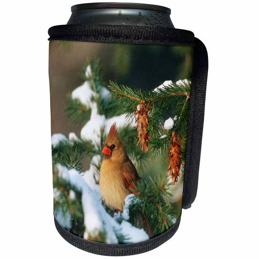 3dRose Danita Delimont - Cardinal - Northern Cardinal female in spruce tree in winter, Marion, IL - Can Cooler Bottle Wrap (cc_250888)