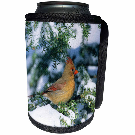 3dRose Danita Delimont - Cardinal - Northern Cardinal female, Marion, IL - Can Cooler Bottle Wrap (cc_250890)
