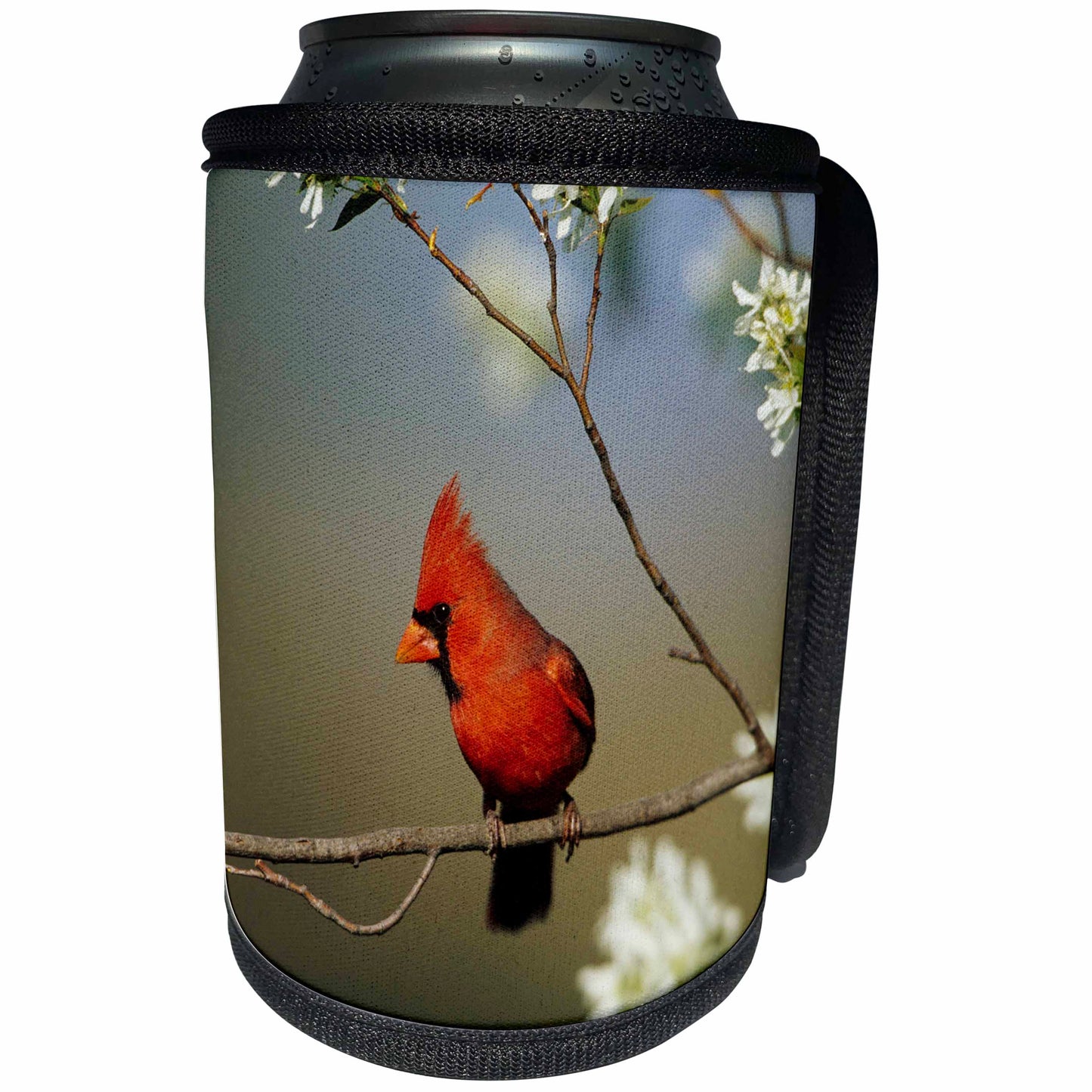 3dRose Danita Delimont - Cardinal - Northern Cardinal male on Flowering Serviceberry tree, Marion, IL - Can Cooler Bottle Wrap (cc_250899)