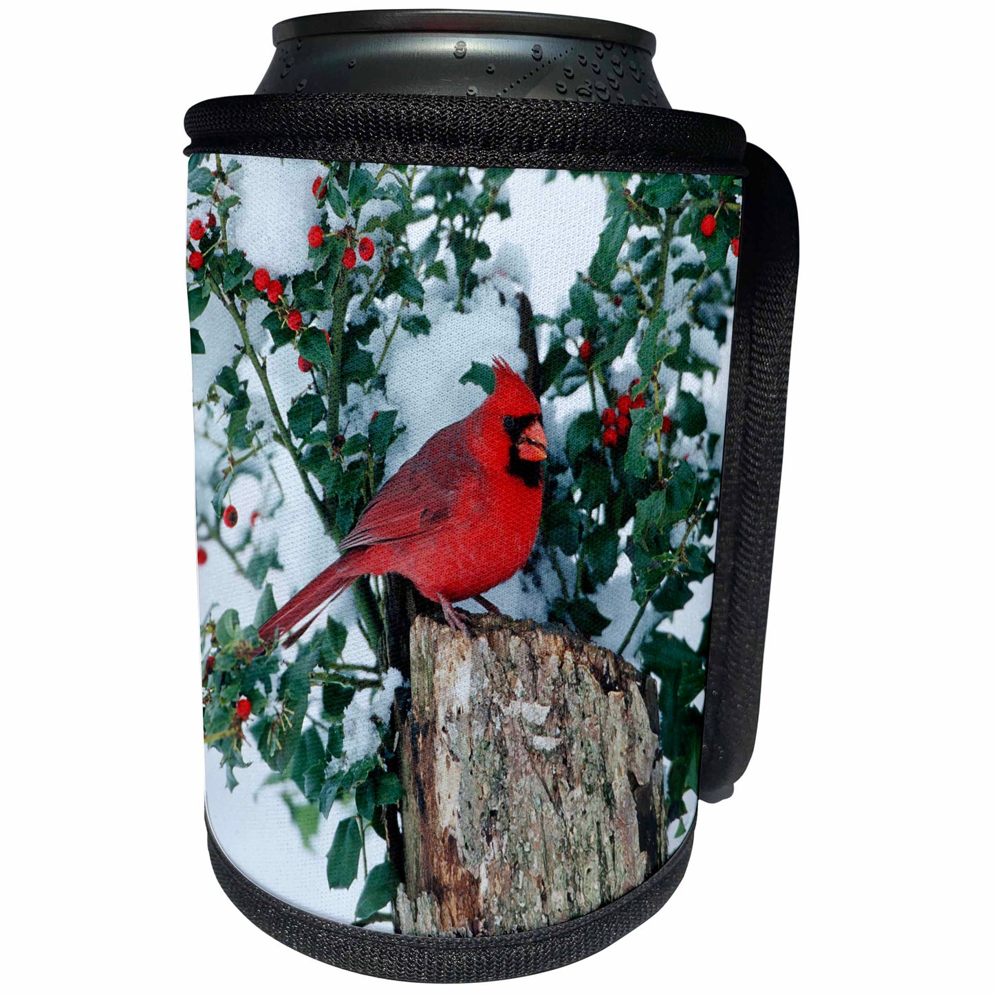 3dRose Danita Delimont - Cardinal - Northern Cardinal male on stump near China Holly in winter, IL - Can Cooler Bottle Wrap (cc_250901)