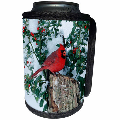 3dRose Danita Delimont - Cardinal - Northern Cardinal male on stump near China Holly in winter, IL - Can Cooler Bottle Wrap (cc_250901)