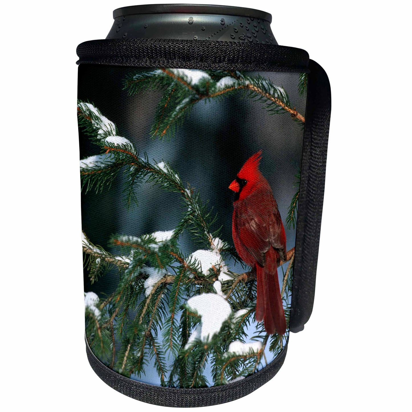 3dRose Danita Delimont - Cardinal - Northern Cardinal male in spruce tree in winter Illinois - Can Cooler Bottle Wrap (cc_250947)